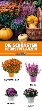 Heide Zierkohl Chrysanthemen Astern Mit Der Richtigen Bepflanzung Erstrahlt Euer Garten Oder Balkon Auch Im Herbst In Herbstpflanzen Pflanzen Bepflanzung