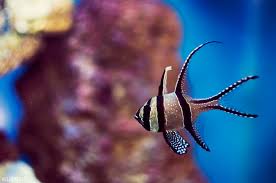 Our shops are currently in the process of reopening, with safety measures in place following. Saltwater Fish