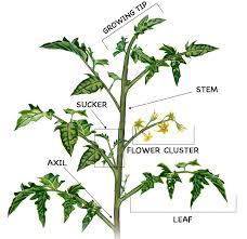 Meomye, you can leave the fruit on the plants until either (a) they ripen; How To Grow Tomatoes In The Uk Fanfield Farm