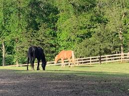 Doesn't matter how many horses you have or where your farm is located. Long Island Equine Horse Properties Training Lessons Boarding