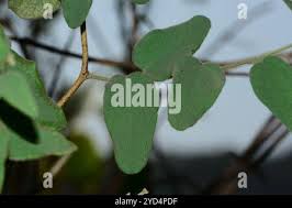 Image result for Cocculus hirsutus