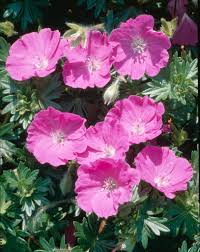 Image result for Geranium sanguineum Max Frei