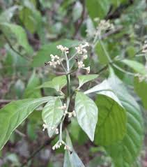 Image result for Psychotria hypsophila