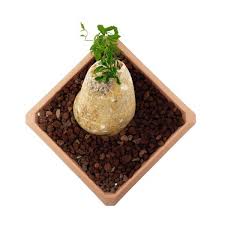 Image result for Cyphia erecta