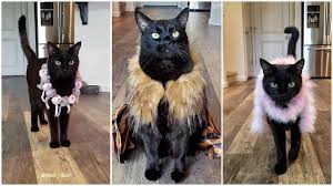 The fully functional (running water) marble bathroom is a short walk down a rustic path through the bamboo forest. Black Cat Wearing Fabulous Outfits Walks Gracefully Through The Room Like A Fashion Model On A Catwalk