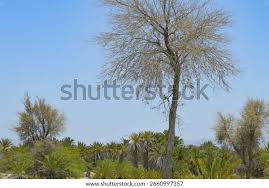 Image result for Acacia xanthophloea
