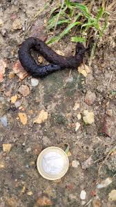 Image result for marten poop