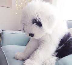 Old english sheepdogs have that double coat which makes their shaggy fur all the more fluffy and thick. Old English Sheepdog Breed Info Guide Facts And Pictures Bark