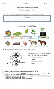 Levels of organization powerpoint and notes by the science duo. Levels Of Organization Interactive Worksheet