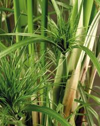 Image result for Cyperus tenax