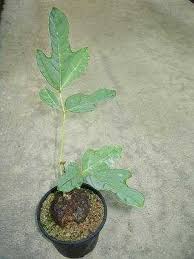 Image result for Neorautanenia mitis