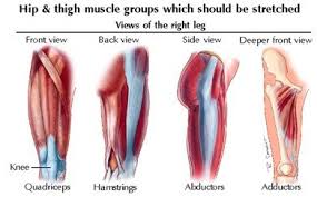 Check spelling or type a new query. Muscle Strains In The Thigh Riverdale Sports Physical Therapy