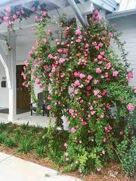 Pin By Momay Chanakarn On Plants I Have Need To Plant Climbing Roses Beautiful Gardens Rose