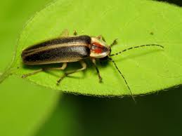 Fireflies are surprisingly diverse