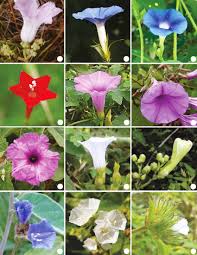 Image result for Convolvulaceae