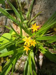 Image result for Hypoxis angustifolia
