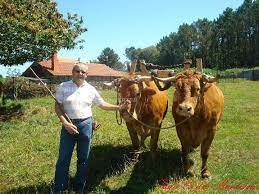 Pin On Oxen