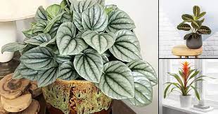 It produces clusters of tiny yellow flowers in spring, however, these will not form in low light conditions. 22 Plants That Grow Without Sunlight India Gardening