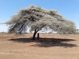 Image result for Albizia schimperiana