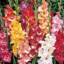 Image result for Gladiolus bellus