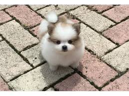 Greenfield puppies has puppies for sale in va! Teacup Pomeranian Puppies For Available Animals Casper Wyoming Announcement 89576
