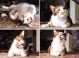 Kedi Nanesiyle Kendinden Gecen Kedilerin Birbirinden Sevimli Hallerini Mutlaka Gormelisiniz Onedio Com