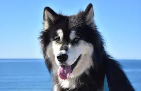 Comparing the appearance and characteristics of all the sled dogs, we give the alaskan malamute, the siberian husky, and the alaskan husky are often confused, and malamutes are usually a mix of colors. Alusky Siberian Husky Alaskan Malamute Mix Pictures Info Care More Pet Keen