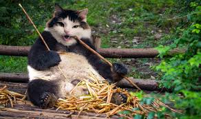 Explore and survive in a vast randomly generated world, battling hybrid monsters, and build a town that you control! Funny And Creepy Cat Hybrids Bred In Photoshop
