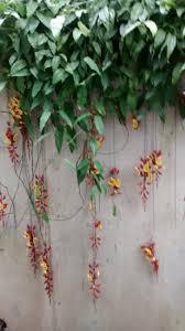 Image result for Thunbergia mysorensis