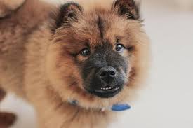 If you had him cut short, there is a huge possibility he won't, ever. Getting To Know The Chow Chow Dog Figo Pet Insurance