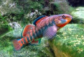 Maybe you would like to learn more about one of these? Etheostoma Caeruleum Aquarium Fish Fresh Water Fish Tank Tropical Fish