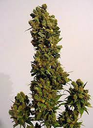 Red Hair Mistress Marijuana Strain Review The Weed Blog
