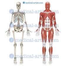 The accompanying muscle diagram further reveals the positions of the muscles in this pose. Muscle Anatomy Hip Anatomy Drawing Diagram
