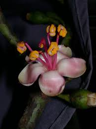 Image result for Sebaea pentandra