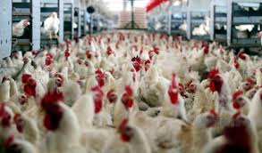 So, now is the time for me to share with you what happen here in the past two weeks. Reban Ayam