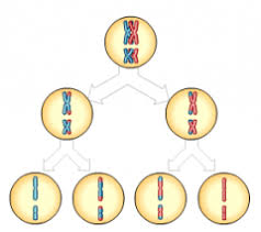 BIO 181 Mastering Biology Chapter 11: Meiosis Flashcards Cram com