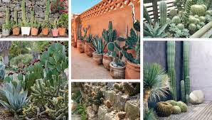 Cacti plants come in a wide variety of color, shapes, and sizes. Cactus Gardens 47 Amazing Ideas On How To Make One My Desired Home