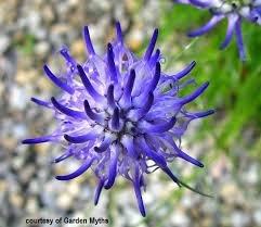 Image result for Phymaspermum