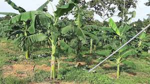 Jenis pisang batu adalah yang terbaik untuk dijadikan pengomposan. Pisang Abu Nipah Pisang Kepok Pisang Nipah 7 8 Bulan Youtube