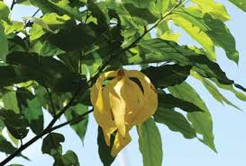 Image result for Ixora longipedunculata