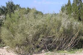 Image result for Retama monosperma