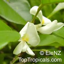 Image result for Baphia massaiensis