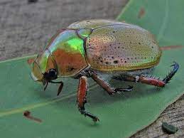 Christmas beetle is a name commonly applied to the australian beetle genus anoplognathus. Seasonal Greetings From A Beetle British Expats Australian Christmas Australian Animals Australian Insects