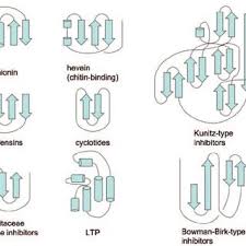 Image result for Oncella curviramea