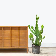 Image result for Euphorbia jubata