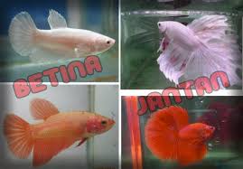 Dengan lahan terbatas pun kalian bisa membudidayakan jenis ikan ini. Cara Beternak Ikan Cupang Untuk Pemula Asik Beternak Belajar Beternak