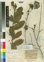 Image result for Carpolobia goetzei