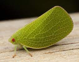 Planthopper Acanalonia Servilleir 0034 Cool Insects Bugs And Insects Beautiful Bugs