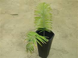 Image result for Encephalartos umbeluziensis