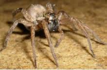 Ants, bed bugs, fleas, rodents. Complete Pest Prevention Ant Spiders Bee Wasp Yellow Jacket And Rodent Control Kennewick Pasco Richland And Tri Cities Wa